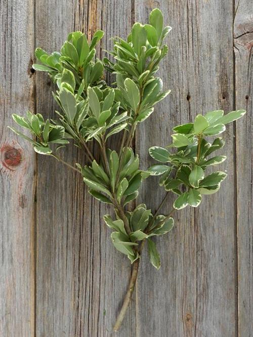 PITTOSPORUM VARIGATED GREENS